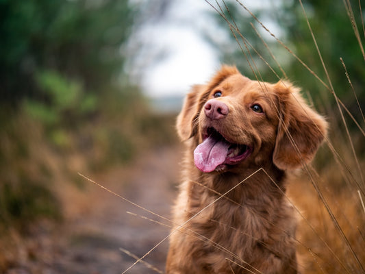 Hund som skäller på allt? 5 orsaker och lösningen som faktiskt fungerar
