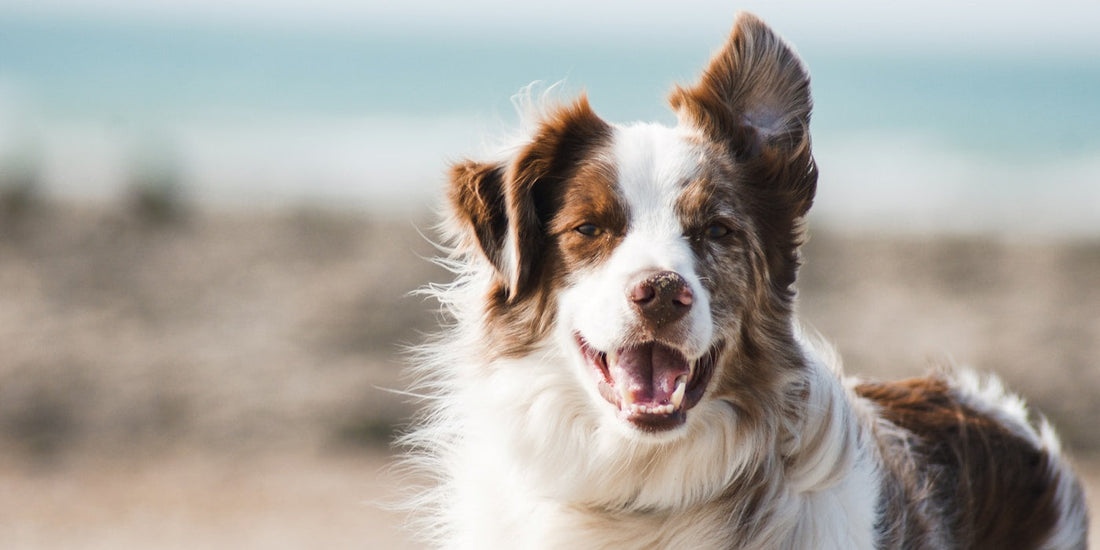 Hund Som Tappar Mycket Päls? 7 Beprövade Tips för att Minska Håravfall