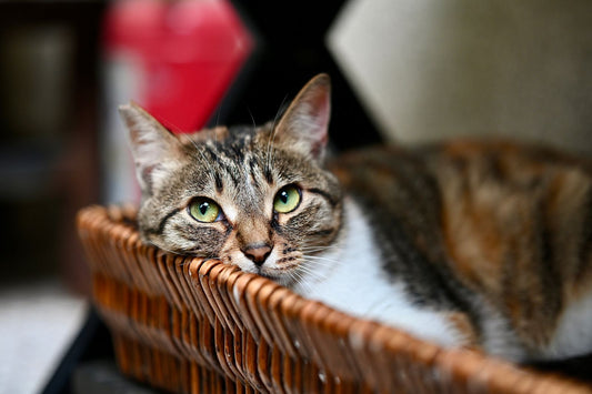 Därför hittar din innekatt aldrig riktigt ro (och vad den faktiskt behöver)
