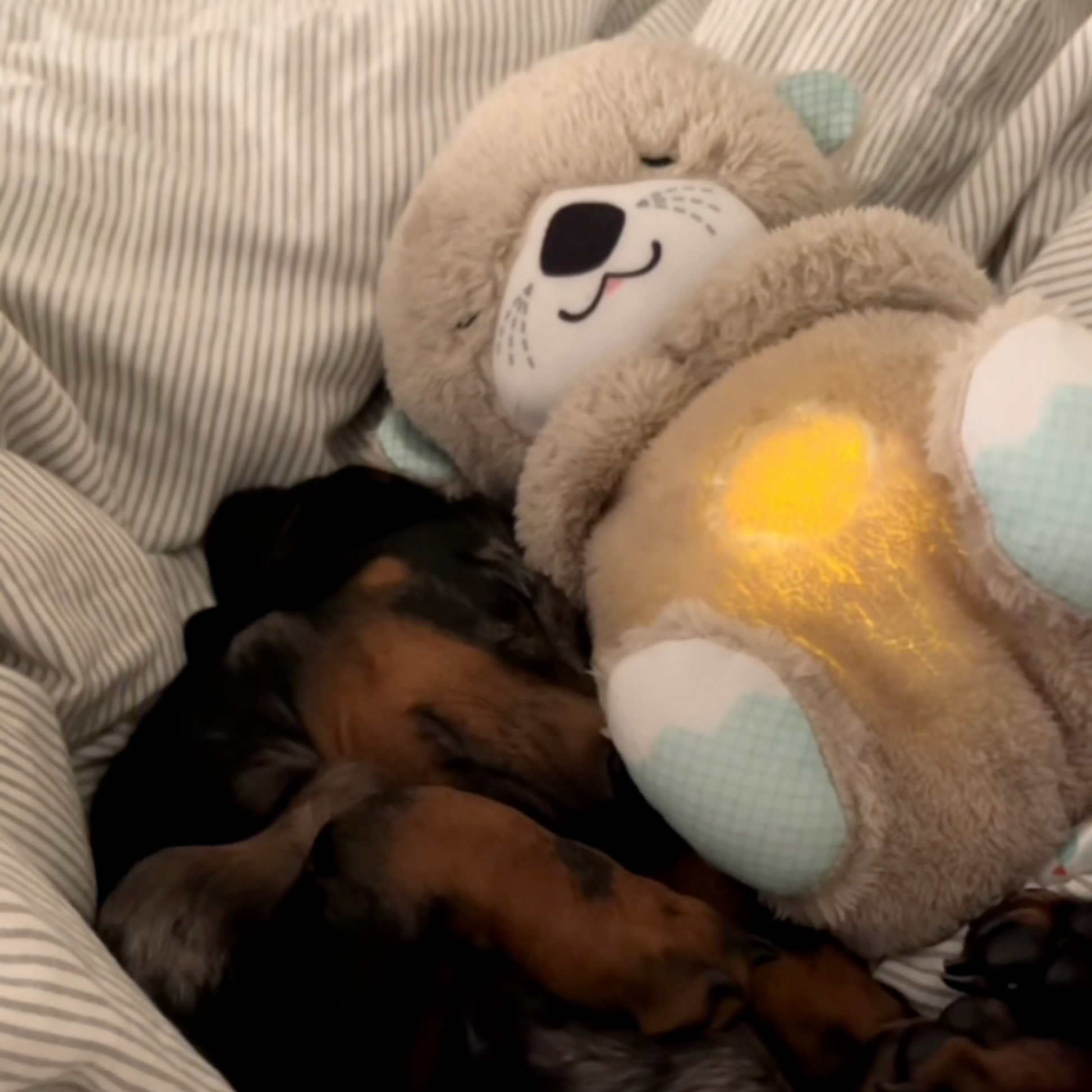 SnuggleOtter - rustgevende hartslag
