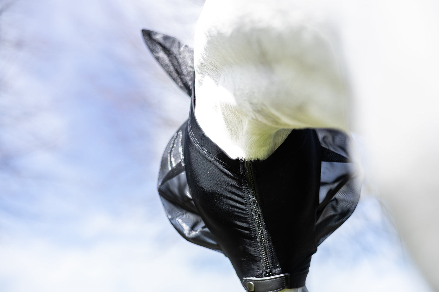 Häst utan flugor kring ögonen