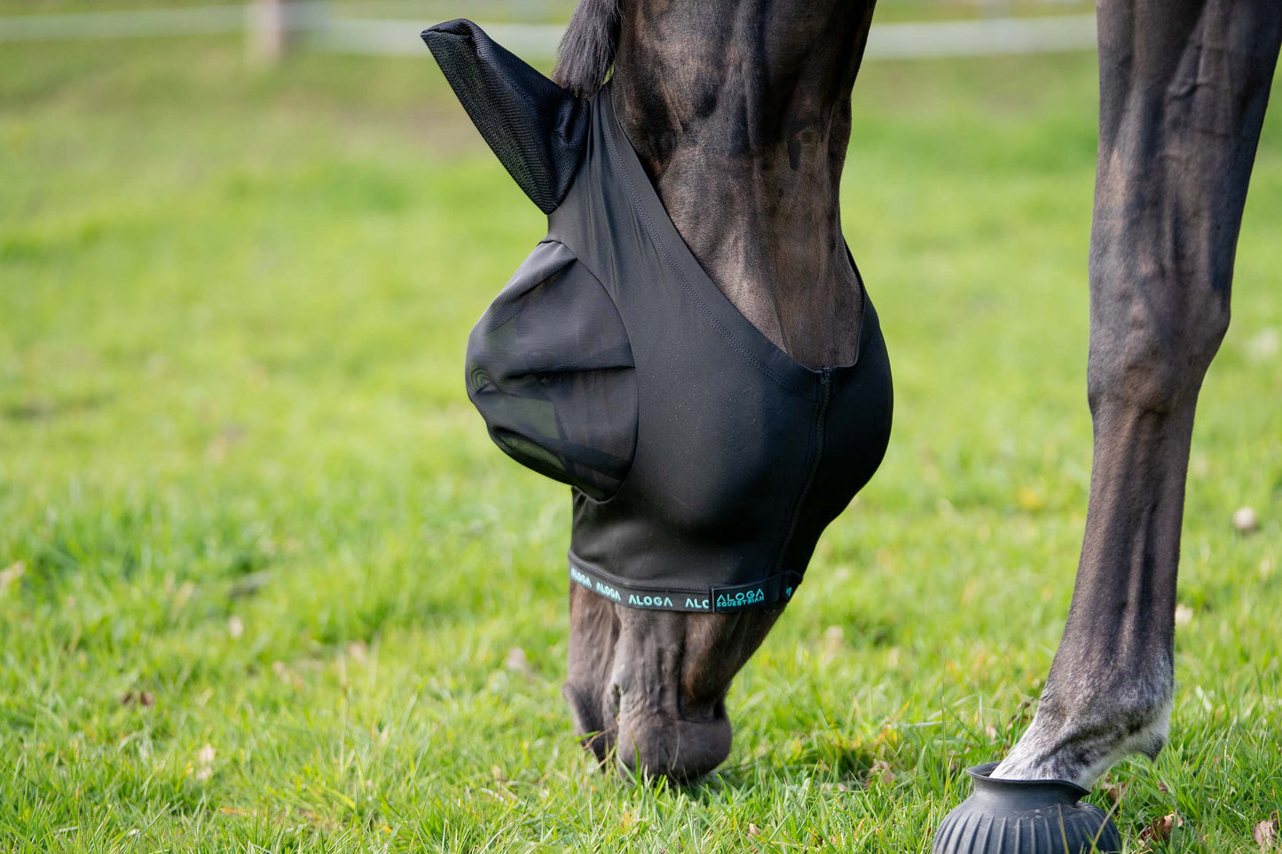 Häst med FlyShield flugmask på ängen