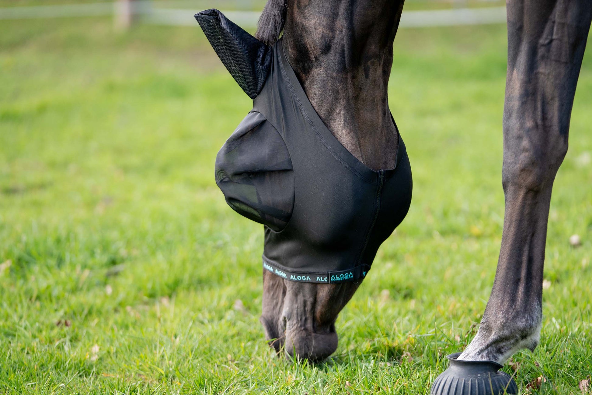 Häst med FlyShield flugmask på ängen