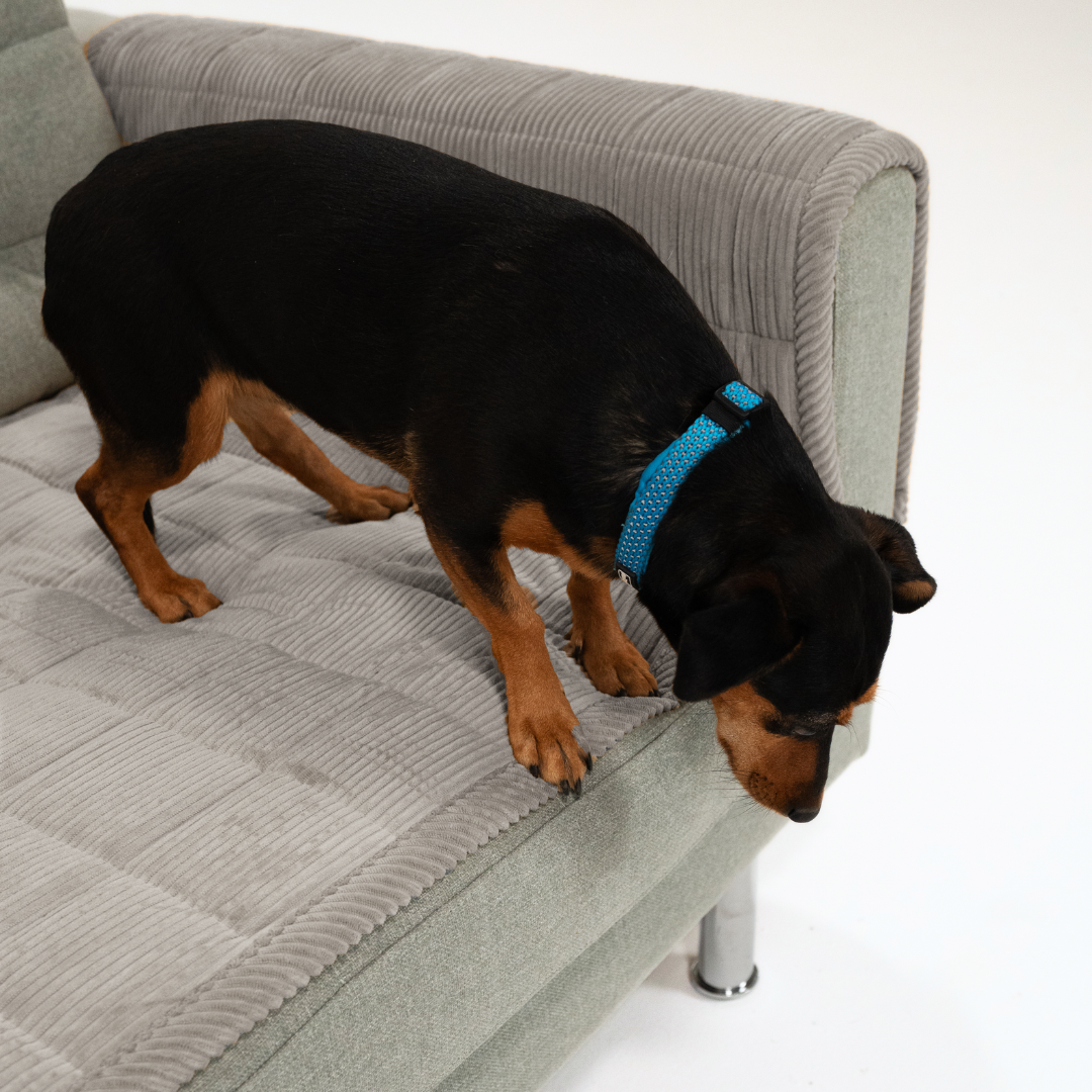 CouchShield soffskydd för hund