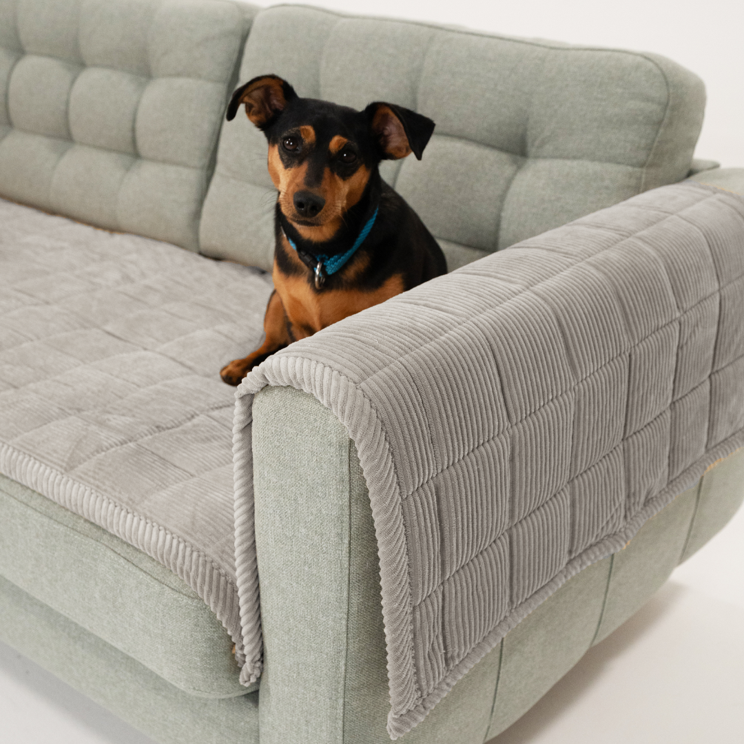 CouchShield soffskydd för hund