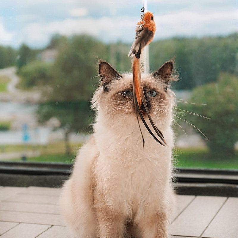 Kat jager FeatherChase fjer