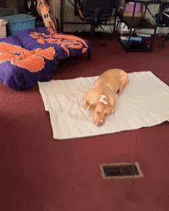 Hund svalkar på CoolMat