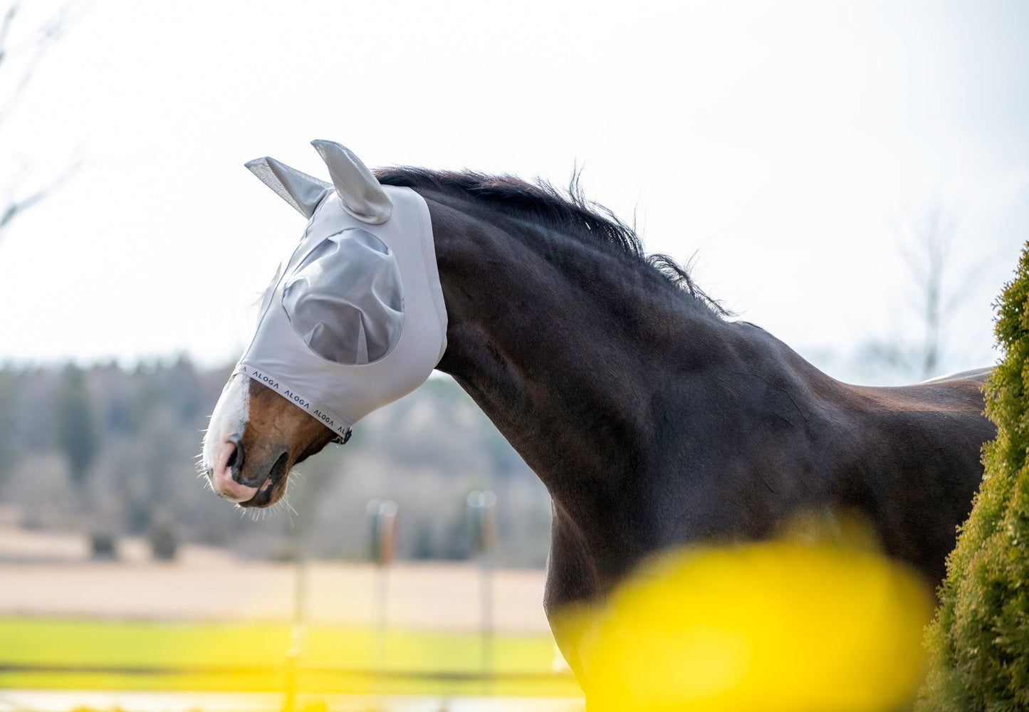 Häst betar lugnt med flugmask