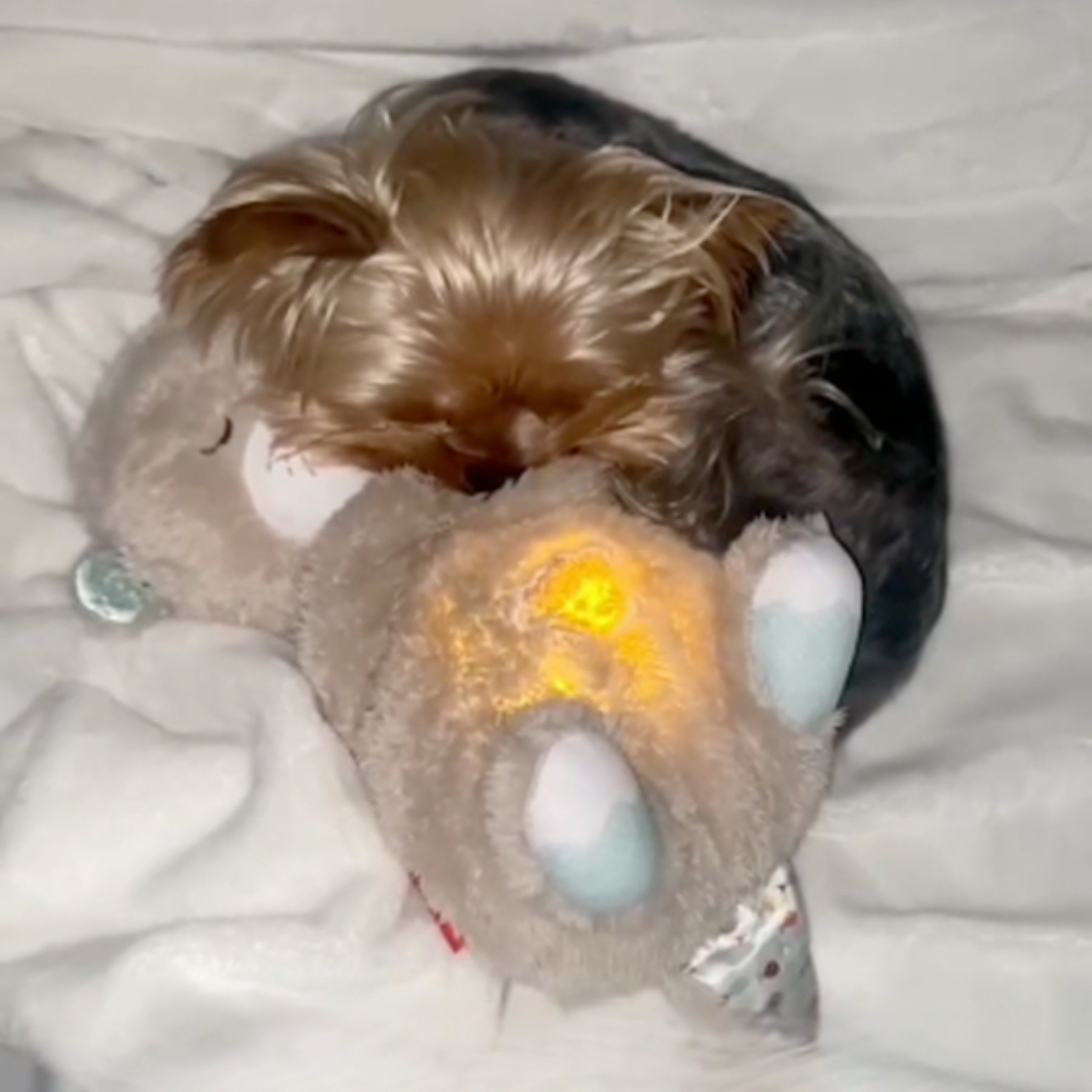 files/SnuggleOtter_72e7a113-36d2-44b6-9037-c6d1bcdc32d8.jpg